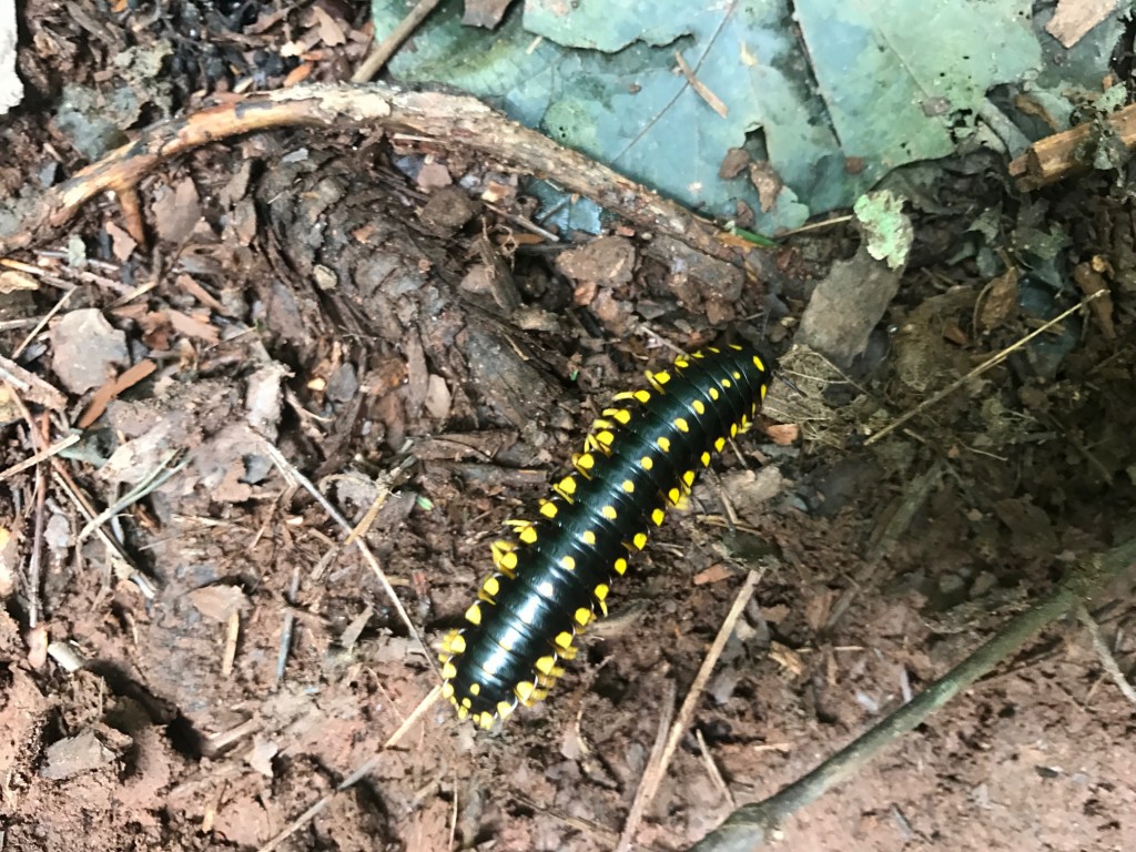 Caterpillar on trail at Lost Sea