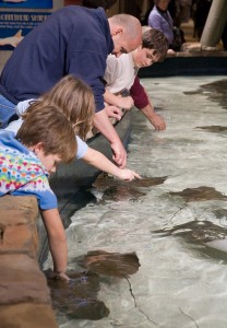 Petting tanks Georgia aquarium